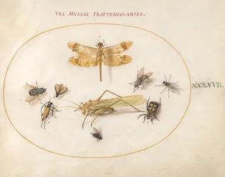 Talíř 47: Vážka, kobylka, mouchy domácí, mrchožrout, tesařík květinový a další hmyz