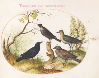 Deska 65: Kos, Starling(?) a další ptáci