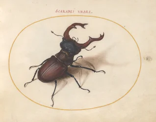 Skarabeus, kolem 1575-80
