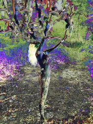 Modrý strom