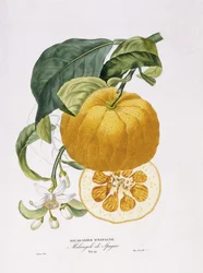 Přírodní historie pomerančovníků, 1818-20
