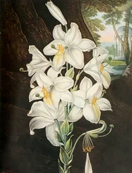 Bílá lilie, c1800, 1948.