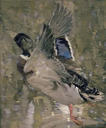 Mallard Rising (wc na papíře)