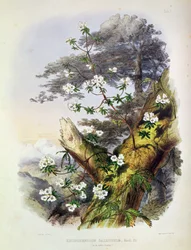 Rhododendron: Dalhousie, kresba z „Rhododendrons of the Sikkim Himalaya“, tisk Reeve Benham und Reeve, 1849-50 (barevná litografie)
