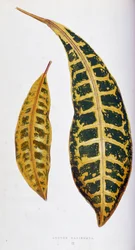Croton list variegata. Botanická tabule v "" Rostliny s barevnými listy. Sbírka nejpozoruhodnějších druhů používaných k výzdobě zahrad, skleníků a bytů od Edwarda Josepha Lowea a W. Howarda, členů London Horticulture Society. Tran