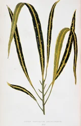 Crotonový list variegatum angustifolium. Botanická tabule v "" Rostliny s barevnými listy. Sbírka nejpozoruhodnějších druhů používaných k výzdobě zahrad, skleníků a bytů, Edward Joseph Lowe a W. Howard, členové londýnského zahradnictví