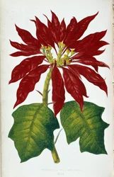 Květ a listy Poinsettia Pulcherrima. Botanická tabule v "" Rostliny s barevnými listy. Sbírka nejpozoruhodnějších druhů používaných k výzdobě zahrad, skleníků a bytů, Edward Joseph Lowe a W. Howard, členové London Hort