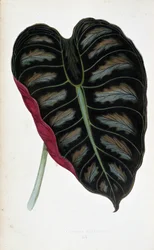 List Alocasia metallica. Botanická tabule v "" Rostliny s barevnými listy. Sbírka nejpozoruhodnějších druhů používaných k výzdobě zahrad, skleníků a bytů od Edwarda Josepha Lowea a W. Howarda, členů London Horticulture Society.