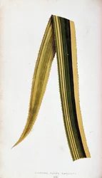 List Ananassa Sativa Variegata. Botanická prkna v "" Rostliny s barevnými listy.