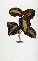 List Anoectochilus Xantophyllus. Botanická tabule v "" Rostliny s barevnými listy.