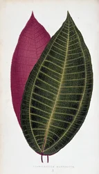 List Cyanophyllum Magnificum. Botanická tabule v "" Rostliny s barevnými listy.