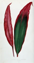 List Dracaena ferrea versicolor. Botanická tabule v "" Rostliny s barevnými listy.