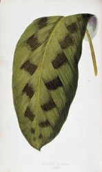 List Maranta Pardina. Botanická tabule v "" Rostliny s barevnými listy. Sbírka nejpozoruhodnějších druhů používaných k výzdobě zahrad, skleníků a bytů od Edwarda Josepha Lowea a W. Howarda, členů London Horticulture Society. Tr