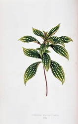 List Sonerila margaritacea. Botanická tabule v "" Rostliny s barevnými listy. Sbírka nejpozoruhodnějších druhů používaných k výzdobě zahrad, skleníků a bytů, Edward Joseph Lowe a W. Howard, členové London Horticulture Socie