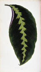 Maranta list warscewiczii. Botanická tabule v "" Rostliny s barevnými listy.