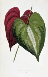 Listy Yam ve 2 barvách (Dioscorea discolor). Botanická tabule v "" Rostliny s barevnými listy. Sbírka nejpozoruhodnějších druhů používaných k výzdobě zahrad, skleníků a bytů, Edward Joseph Lowe a W. Howard, členové London Hort