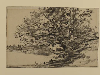 Studie o stromech, 1870 (grafit na papíře)