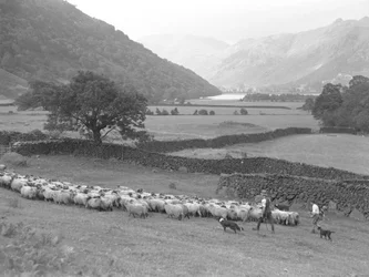 Farmář, chlapec a dva psi ženou stádo ovcí po poli, v pozadí jezero a údolí.