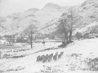 Stádo ovcí na sněhu v Langdale
