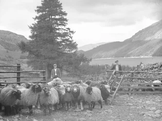Dva pastýři se stádem ovcí a Thirlmere za nimi