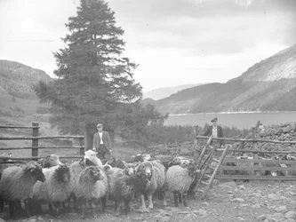 Dva pastýři se stádem ovcí a Thirlmere za nimi