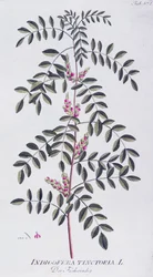 Pravé indigo (Indigofera tinctoria) od Josepha Jacoba von Plencka (1735-1807), z Icones plantarum medicinalium, Vídeň
