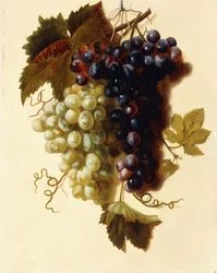 Svazky zelených a červených hroznů zavěšené na laně, kolem roku 1796