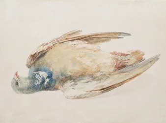 Pigeon, z Farnley Book of Birds, c.1816 (tužka a akvarel na papíře)