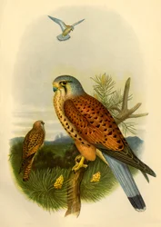 "Poštolka", 1862, 1942.