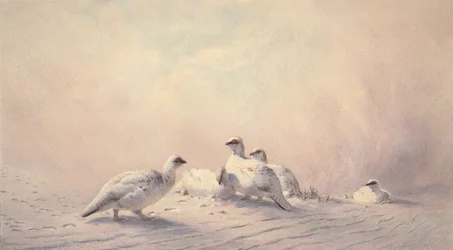 Ptarmigan, zima, 1873 (wc)
