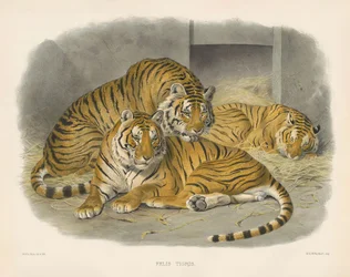 Tygr bengálský královský (Felis tigris)