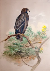 Orel skvrnitý (Aquila clanga), 1856-67