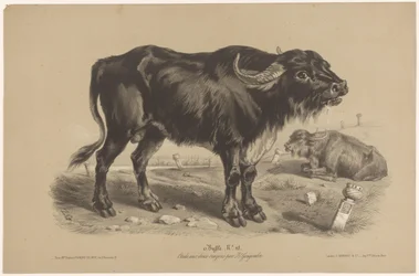 Buvol Buffalo (název na objektu) Dierenstudies in twee soorten krijt (název série) Studie dvěma tužkami od Z. Gengembre (název série)