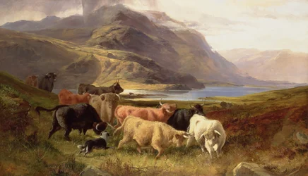 Highlandský dobytek s kolií
