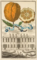 Nurnbergische Hesperides: No185 - sladké pruhované aranzo. Palazzo del N. H. Fonte v Noventa, c1708.