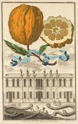 Nurnbergische Hesperides: č. 185 - sladké pruhované aranzo. Palazzo del N. H. Fonte v Noventa