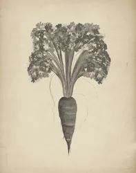 Botanická kresba mrkve