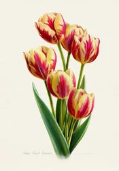 Zářivé pruhované tulipány