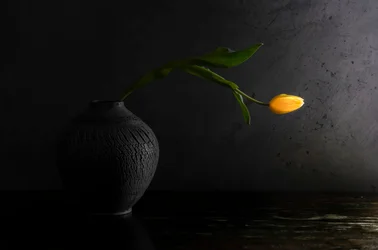 Zátiší se žlutým tulipánem