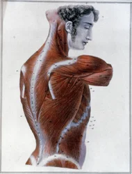 Zádové svaly