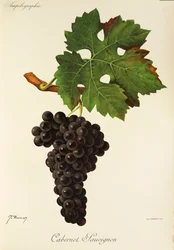 Hrozna Cabernet Sauvignon od J. Troncyho