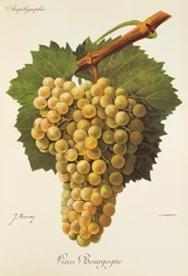 Hrozna Gros Bourgogne od J. Troncyho