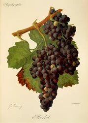 Hrozna Merlot od J. Troncyho