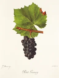 Hrozna Petit Gamay od J. Troncyho