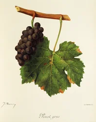 Rulandské šedé od J. Troncyho