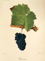 Odrůda Pinot Noir od J. Troncyho