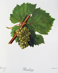 Hrozny Ryzlinku rýnského od Julese Troncyho z Ampelographie, Traite general de viticulture (Ampelografie, Generální smlouva o vinohradnictví), díl II, Pierre Viala (1859-1936) a Victor Vermorel (1848-1927), Paříž