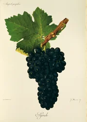 Hrozna Syrah od J. Troncyho