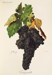 Hrozna Tempranillo od J. Troncyho