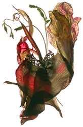 Morning Glory Canna Heart, 2012, (digitální fotogram)